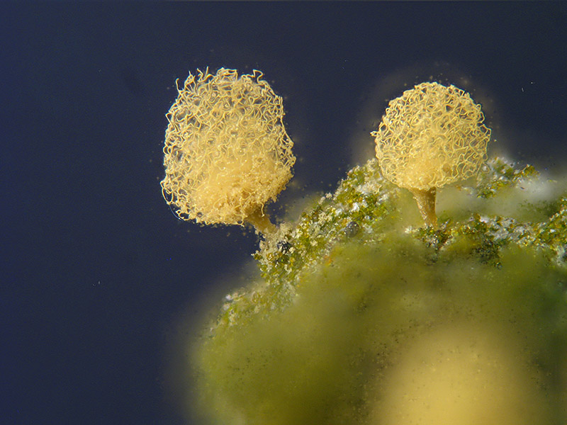 Arcyria (pomiformis ?)